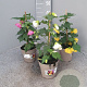 Abutilon hybridum GM P15