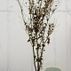 Acer palmatum 200-250 cm draadkluit