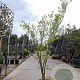 Acer palmatum 250-300 cm draadkluit