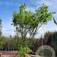 Acer palmatum 400-450 cm draadkluit solitair vanaf 2