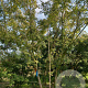 Acer palmatum 400-450 cm draadkluit solitair vanaf 2