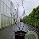 Acer pal. 'Bloodgood' 125-150 cm container 