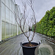 Acer pal. 'Bloodgood' 125-150 cm container 
