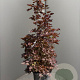 Acer plat. 'Crimson Sentry' 150-175 cm 50L