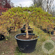Acer pal. 'Dissectum' 100 cm stam container kroon 80-100