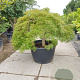 Acer pal. 'Dissectum' 100 cm stam container kroon 80-100