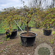 Acer pal. 'Dissectum' 60 cm stam container