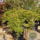 Acer pal. 'Dissectum' 60 cm stam container