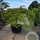 Acer pal. 'Dissectum' 60 cm stam container