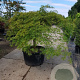 Acer pal. 'Dissectum' 60 cm stam container