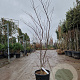 Acer pal. 'Fireglow' 125-150 cm 15L
