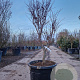 Acer pal. 'Fireglow' 125-150 cm container meerstammig