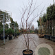 Acer pal. 'Fireglow' 150-175 cm 15L
