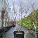 Acer pal. 'Fireglow' 175-200 cm cont. 65L meerstammig