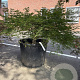 Acer pal. 'Green Globe' 20 cm stam container