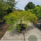 Acer pal. 'Green Lace' 60 cm stam container