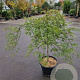 Acer pal. 'Green Lace' 70 cm stam container kroon 125-150