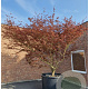 Acer pal. 'Koriba' 350-400 cm container meerstammig