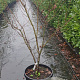 Acer pal. 'Osakazuki' 125-150 cm container 