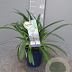 Agapanthus Amourette Superb P14