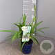 Agapanthus Amourette Superb White P14