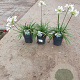 Agapanthus Eydori White GM P15