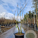 Albizia julibr. Ombrella 150-175 cm 45L