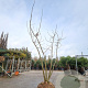 Albizia julibrissin 200-250 cm draadkluit meerstammig 140-160 diameter