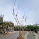 Albizia julibrissin 200-250 cm draadkluit meerstammig 140-160 diameter