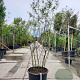 Amelanchier lamarckii 200-250 cm container extra
