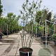 Amelanchier lamarckii 200-250 cm container extra