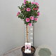 Anisodontea c. Elegans Princess 90 cm 5,0L stam