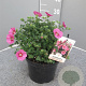 Anisodontea c. Elegans Princess gm 4,0L