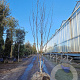 Betula utilis jacquemontii 200-250 cm draadkluit meerstammig 140-160 diameter