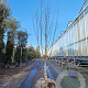 Betula utilis jacquemontii 200-250 cm draadkluit meerstammig 140-160 diameter