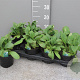 Borago officinalis P14