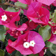 Bougainvillea spectabilis GM P17