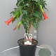 Brugmansia cordata 100 cm 10L stam oranje