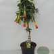 Brugmansia cordata 100 cm 10L struik