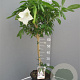Brugmansia suaveolens 100 cm 10L stam oranje