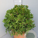 Callistemon citr. 'Splendens' GM c20