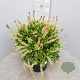 Callistemon citr. 'Splendens' GM C6L