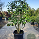 Camellia japonica 125-150 cm container paraplu