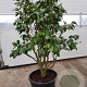 Camellia japonica 125-150 cm container paraplu