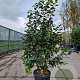 Camellia japonica 125-150 cm container 