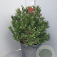 Callistemon 'Red Rocket' 80 cm stam 30L bol