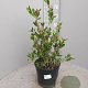 Callistemon vimin. Hot Pink GM C6L