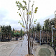 Cercis siliquastrum 300-350 cm draadkluit meerstammig solitair