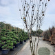 Cercis siliquastrum 350-400 cm draadkluit meerstammig