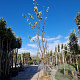Cercis siliquastrum 350-400 cm draadkluit meerstammig
